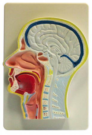 Modele Anatomie - Cap, sectiune mediana