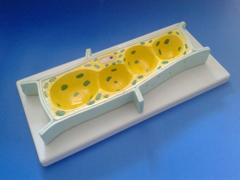 Biologie - Celula vegetala