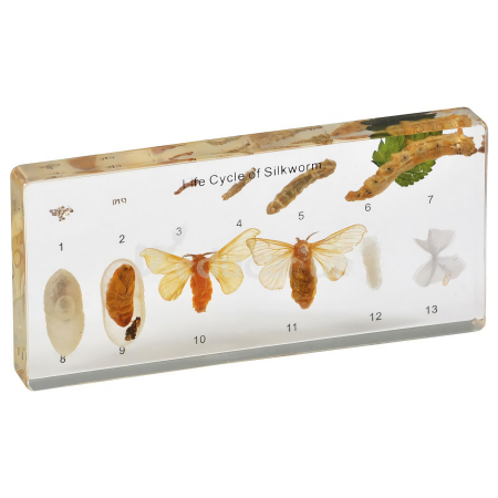 Modele Zoologie - Ciclul de viata al Viermelui de matase