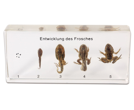 Modele Zoologie - Ciclul vietii la Broasca
