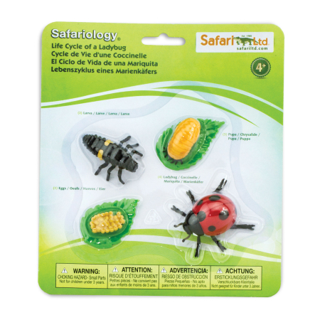 Set de figurine, ciclul vietii la buburuza [7]