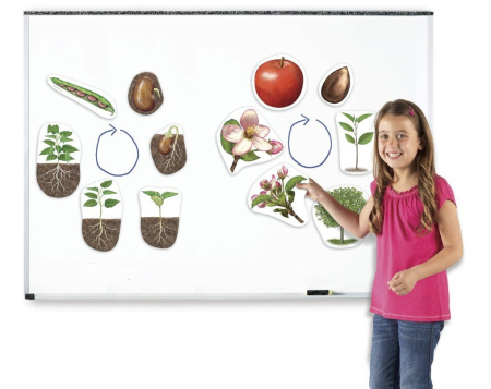 Prescolari - Ciclul vietii la plante