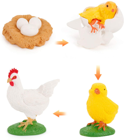 Set de figurine, ciclul vietii la gaina