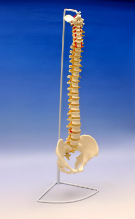 Modele Anatomie - Coloana vertebrala cu bazin