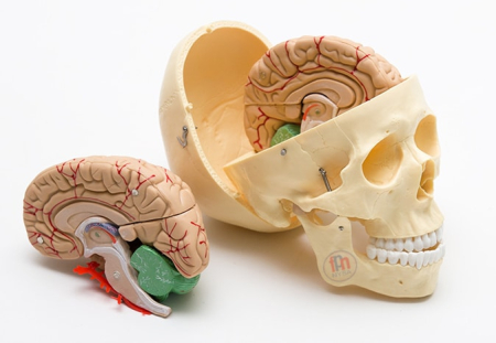 Modele Anatomie - Craniu cu encefal