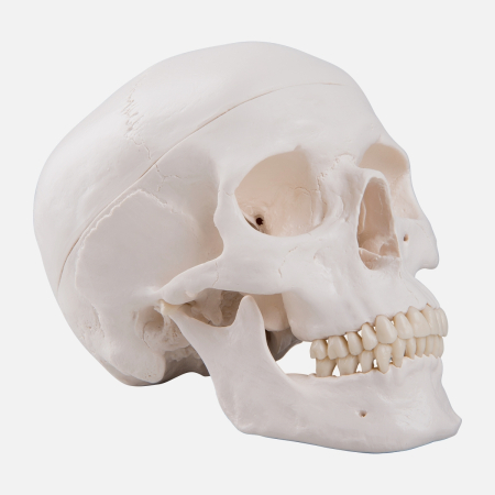 Biologie - Craniu uman Clasic - 3 parti