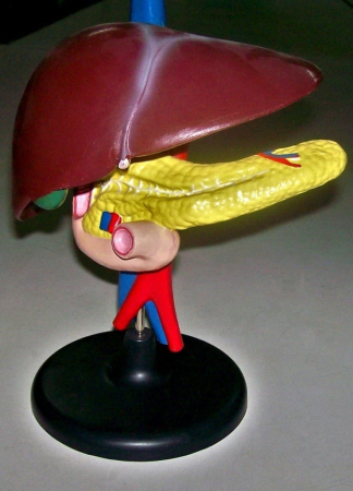 Modele Anatomie - Ficatul