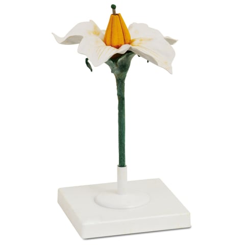 Floarea de cartof [3]