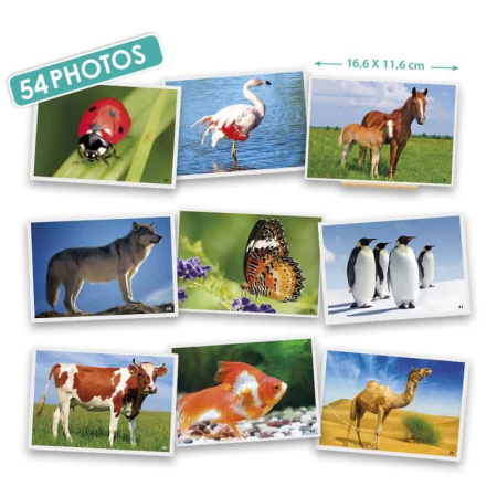 Dezvoltarea limbajului - Fotografiile Animalelor