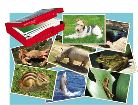 Fotografiile Animalelor [1]