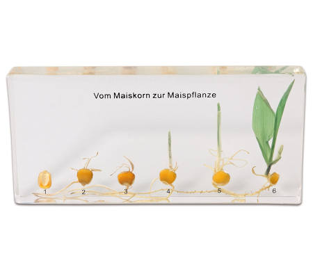 Modele Botanica - Germinatia Porumbului