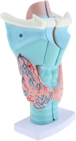Modele Anatomie - Laringe , 3 piese