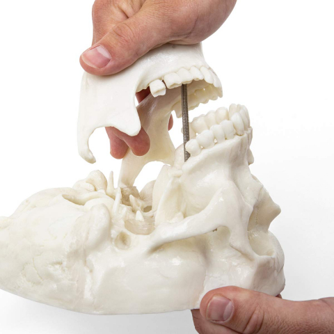 Model anatomic craniu uman [7]