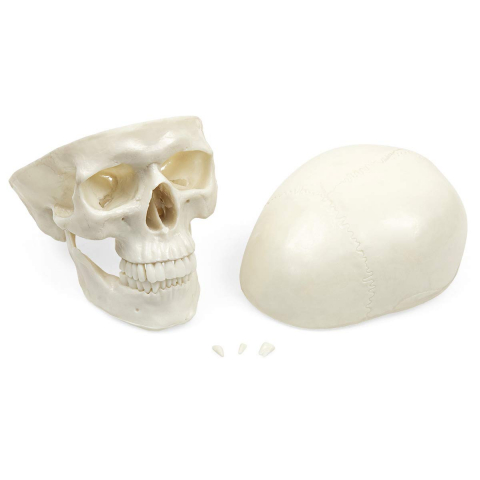 Model anatomic craniu uman [3]