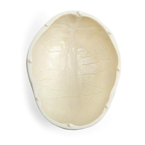 Model anatomic craniu uman [6]