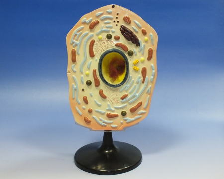 Modele Anatomie - Model celula animala