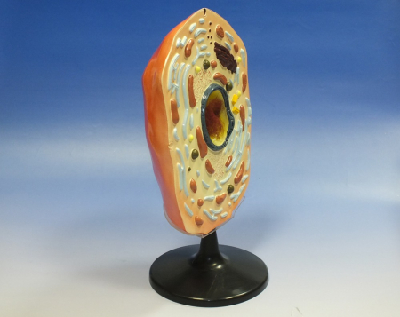 Model celula animala [1]