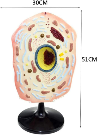 Model celula animala [3]