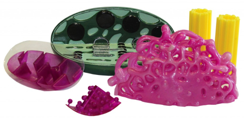 Biologie - Model componenta celulei
