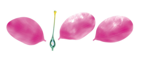 Model floare de cires [2]