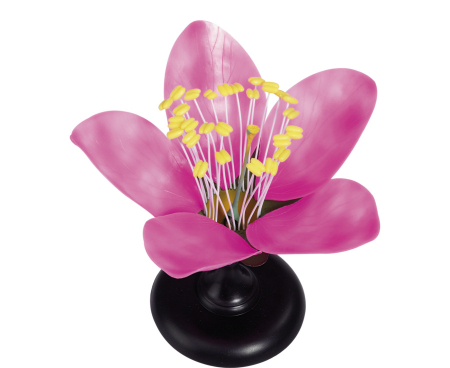 Modele Botanica - Model floare de cires