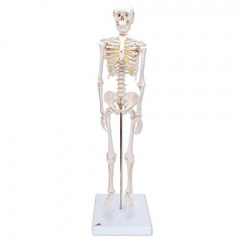 Modele Anatomie - Model schelet uman, Commotion, inaltime 850 mm