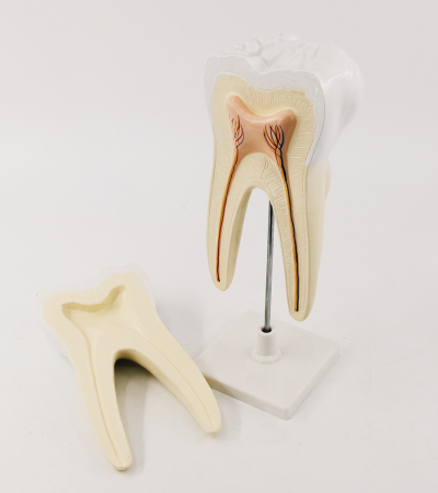 Modele Anatomie - Model sectiune in Dinte sanatos