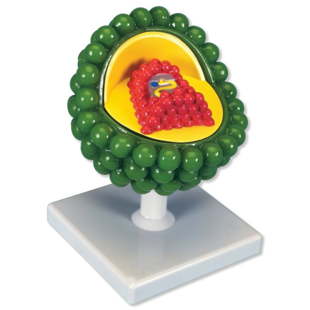 Modele Anatomie - Model SIDA
