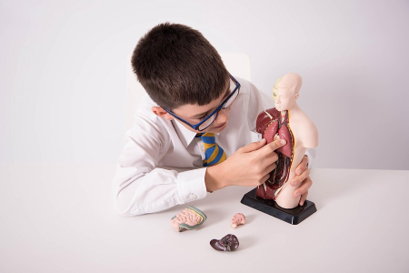 Model tors uman Mini demontabil [1]