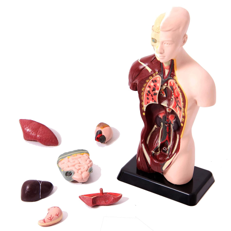 Modele Anatomie - Model tors uman Mini demontabil