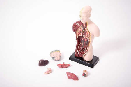 Model tors uman Mini demontabil [2]