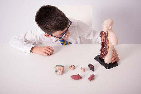 Model tors uman Mini demontabil [4]