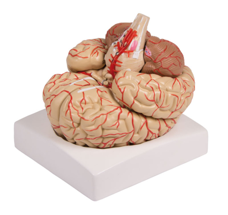 Modele Anatomie - Mulaj creier cu artere