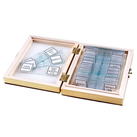 Preparate microscop botanica [1]