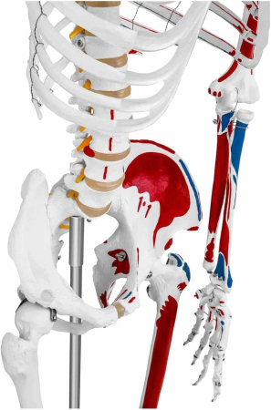 Schelet adult cu muschi si ligamente [4]