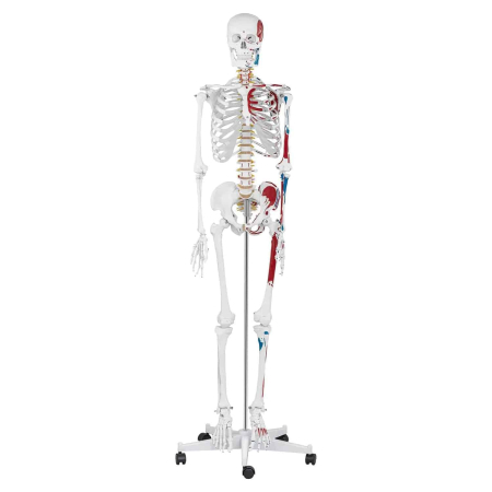Modele Anatomie - Schelet adult cu muschi si ligamente