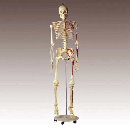 Schelet adult cu muschi si ligamente [6]