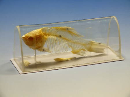 Modele Zoologie - Schelet de peste in vitrina