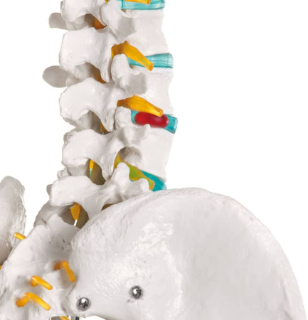 Schelet didactic - marime naturala [3]