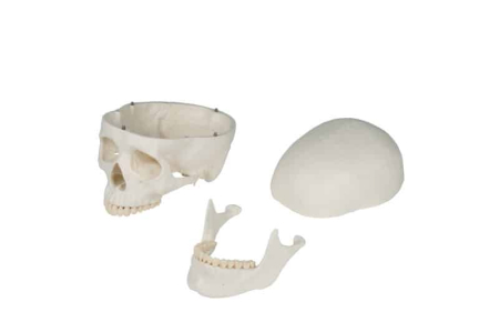 Schelet didactic - marime naturala [2]