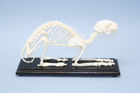 Modele Zoologie - Schelet pisica