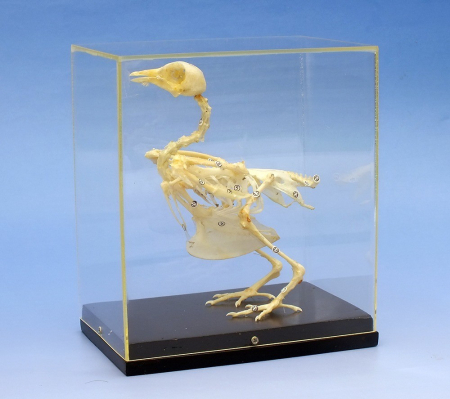 Modele Zoologie - Schelet porumbel