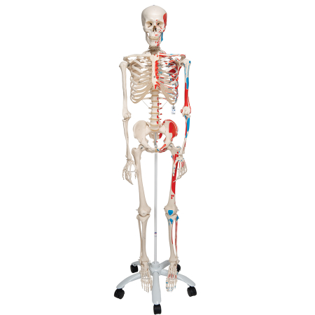 Modele Anatomie - Schelet uman cu vizualizare sistem muscular pe suport cu role