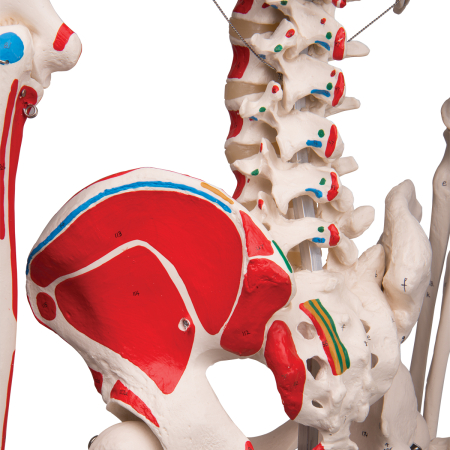 Schelet uman cu vizualizare sistem muscular pe suport cu role [7]