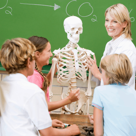 Modele Anatomie - Schelet uman in marime naturala