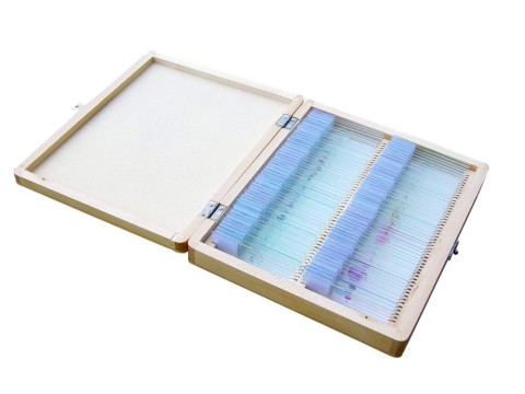 Set 100 preparate microscopice – BIOLOGIE GENERALA [2]