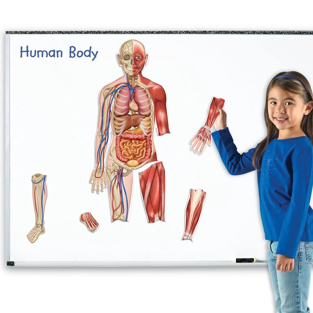 Clasele primare - Set magnetic educational pentru copii 17 piese Corpul Uman pentru copii