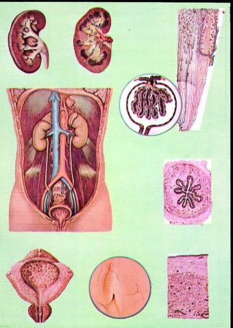 Biologie - Sistemul excretor si aparatul renal