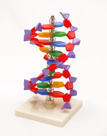 Modele Anatomie - Spirala ADN