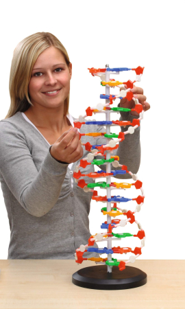 Biologie - Spirala ADN - model mare